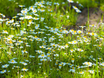 Close-up view of flowers