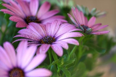 Close-up of pink flowers