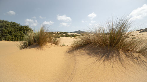 Plants on sand dune against sky