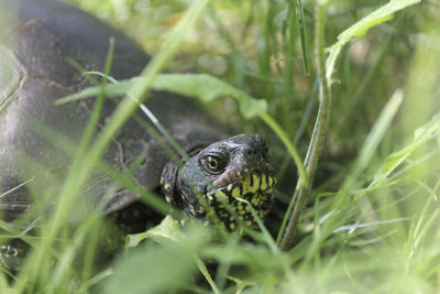 Close-up of a lizard on a field