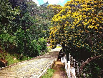 Narrow walkway along trees