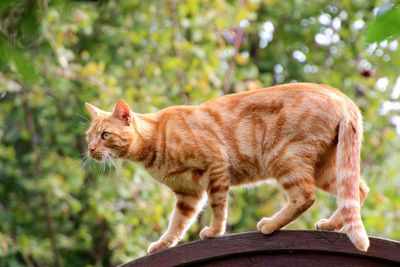 Cat looking away