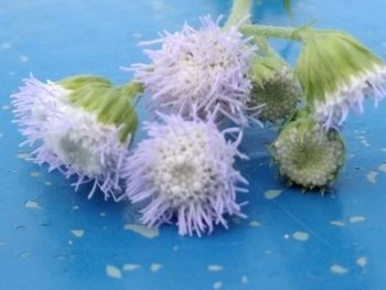 Close-up of blue flowers in sea