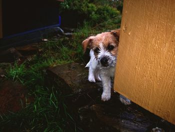 High angle portrait of puppy on wood
