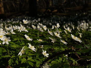 Close-up of white flowering plants on field