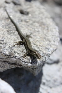 Close-up of insect on rock