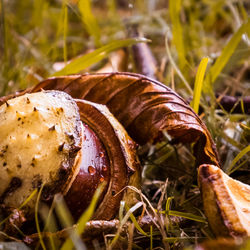 Close-up of mushroom