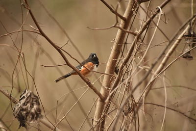 Close-up of bird perching on branch