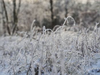 Close-up of frozen plants on land