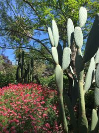 Flowers growing on tree