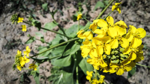 Close-up of yellow flowers blooming outdoors