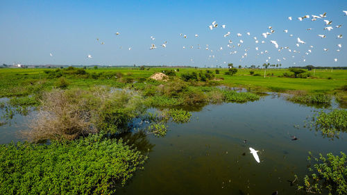 Scenic view of birds flying over landscape against sky