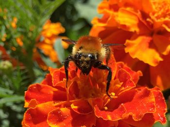 Bumble bee pollinating on orange flower