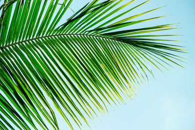 Low angle view of palm tree against clear sky