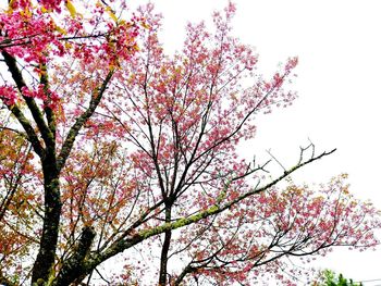 Low angle view of pink flower tree against sky