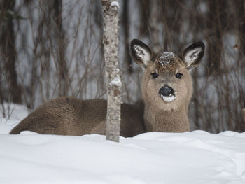 Close-up portrait of a deer lying in the snow