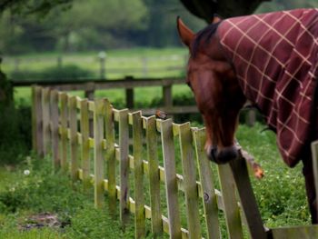 Horse standing in a field