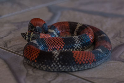 High angle view of multi colored pencils on table