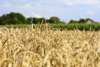 Wheat growing on field against sky