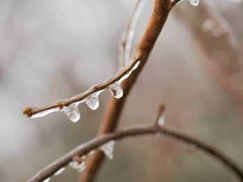 Close-up of ice on twig