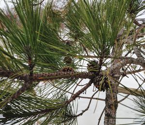 Low angle view of pine tree against sky