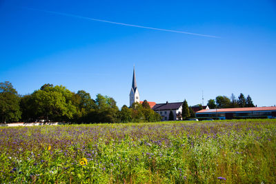 Plants growing on field against clear sky