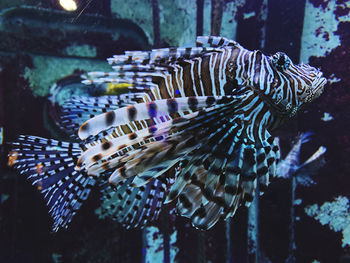 Close-up of fish swimming in sea