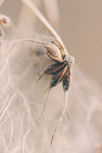 Close-up of dry dandelion