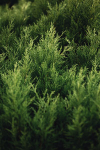 Close-up of plants growing on field