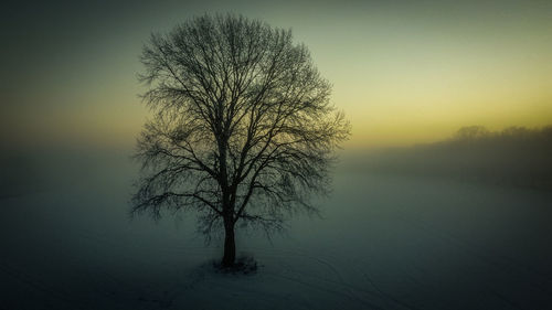 Bare tree on snow covered landscape during sunset