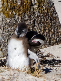 Portrait of young woman