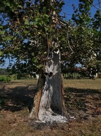 Trees growing in field