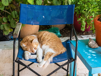 Cat sleeping on chair in yard