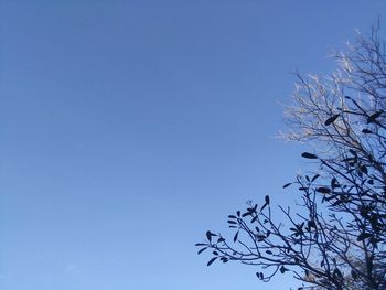 Low angle view of bare tree against blue sky