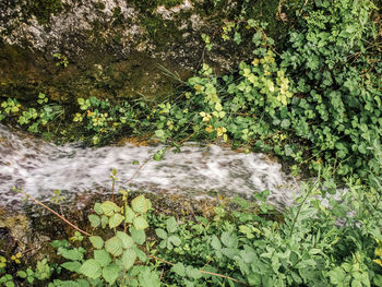 Wet tree against sky