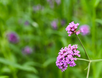 Close-up of purple flowering plants on field