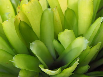 Full frame shot of succulent plant