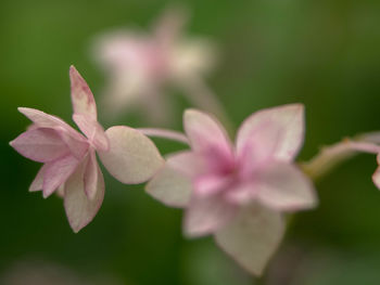 Detail shot of pink flowers