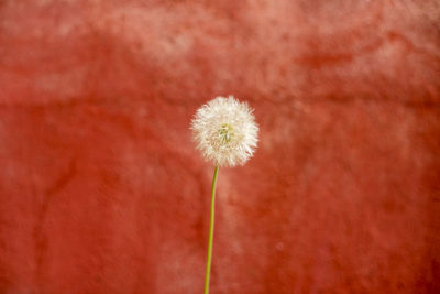 Close-up of dandelion