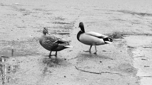 Ducks on water