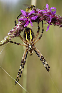 Close-up of spider on purple flowers