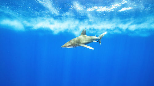 Close encounter of a oceanic white tip shark at cat island bahamas