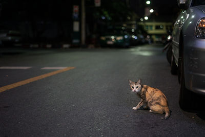 Cat sitting on road in city