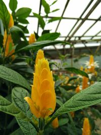 Close-up of yellow flower blooming outdoors