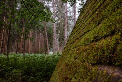 Scenic view of forest