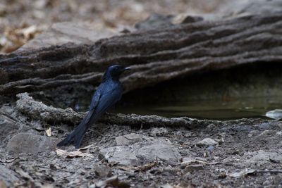 Close-up of bird perching on rock