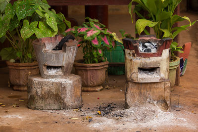 Close-up of potted plants in yard