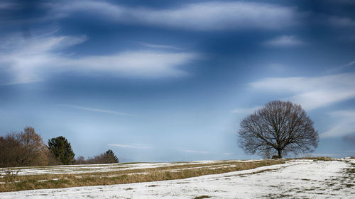 Bare trees on snow covered landscape against sky