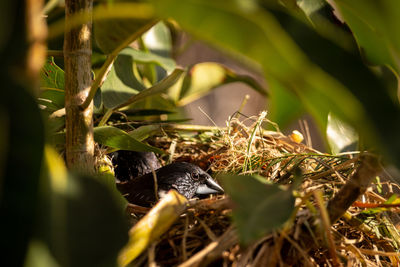 Close-up of plant in nest