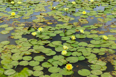 High angle view of water lily in lake